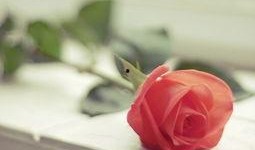 水晶玫瑰最新爆料图片大全,惊艳图片大全大揭秘